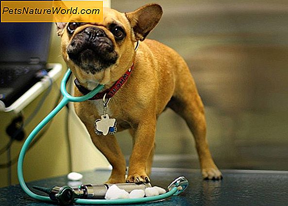 Gydymas Gyvūnai: įvadas Gyvūnų terapija