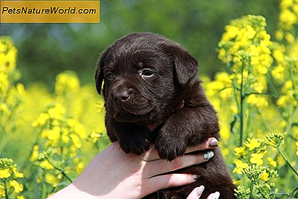 Labrador Puppy Care