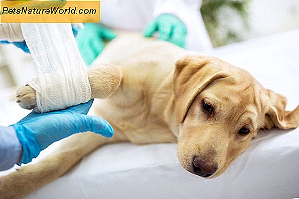Pet Health Insurance: En Hund Owner's Guide