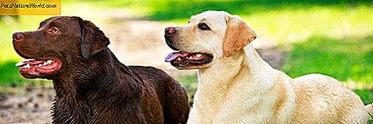 Ziekte van honden Cushings Prognose