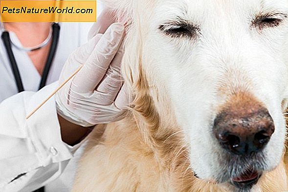 Požymiai apie šunų ligą: savininko pradinis