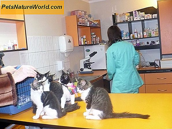 Gydymas kačių inkstų nepakankamumu dializuojant