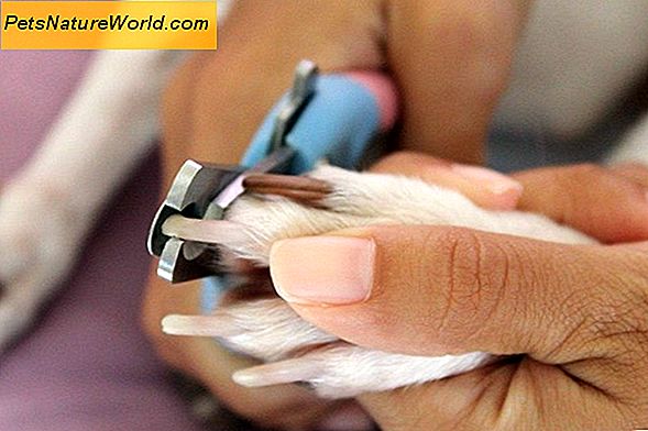 ŠUnų artritas Reljefas su šunų masažu