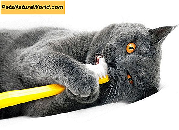 Cat Dental Care vadovas