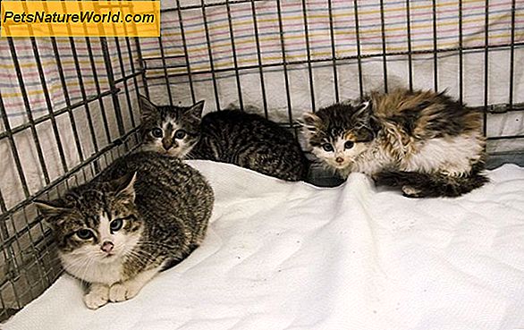 Bijwerkingen van gemeenschappelijke veterinaire antibiotica voor katten