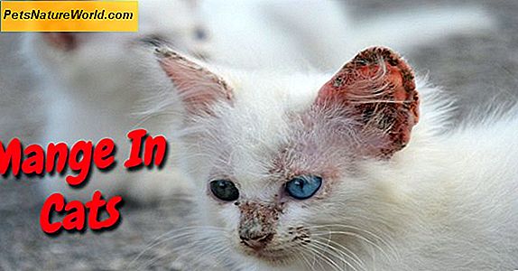 Cat Wellness: Feline forebyggende pleje