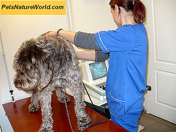 Gydymas šunų odos infekcija su pernelyg dideliais produktais