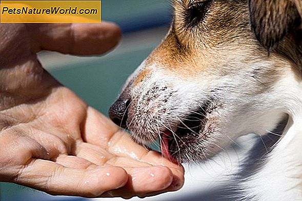 Ar yra šunų dažų, kurie yra medicininiu požiūriu saugūs?