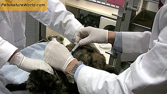 Hyperthyroid Cat simptomai