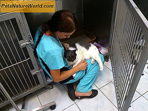 Behandeling van een hond met een gezwollen poot