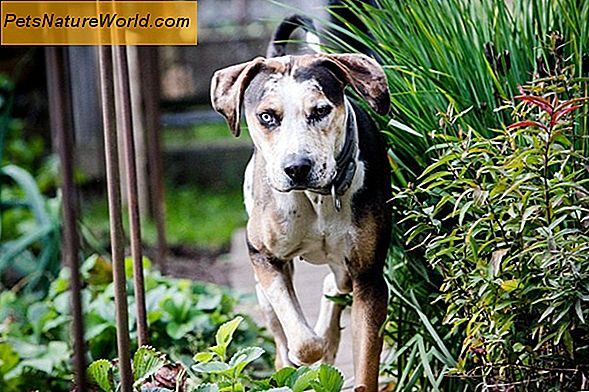 Canine-incontinentiebehandeling met Proin