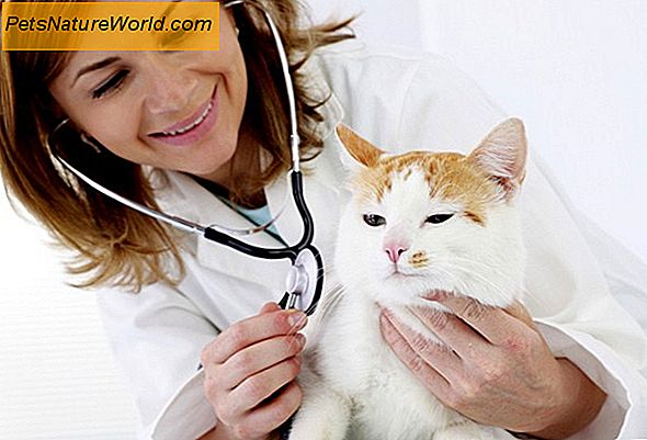 Išvengti katės vakcinos reakcijų