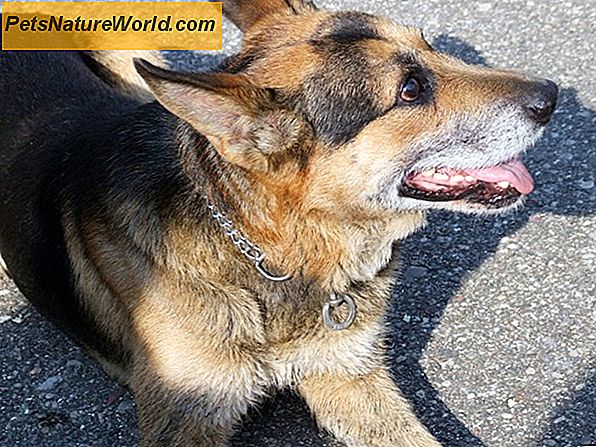 Sumažinti šunų laimo ligą per kontrolės centrą