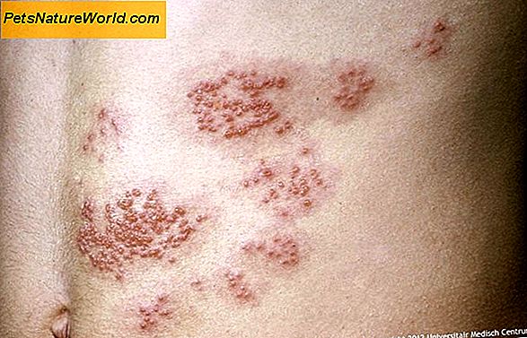 Behandeling van huidinfecties van de huid met Clavamox