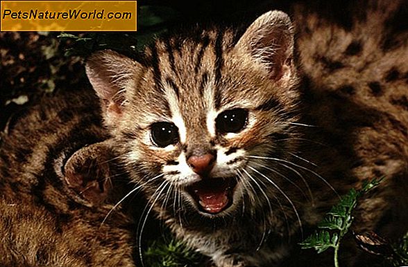 Zijn Siberische katten hypoallergeen?