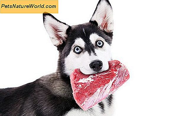Hva er den beste maten for hundallergier?