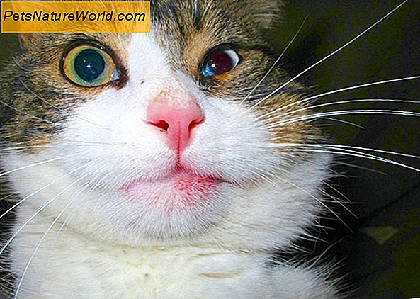 Is uw kat allergisch voor vlooienbanden?