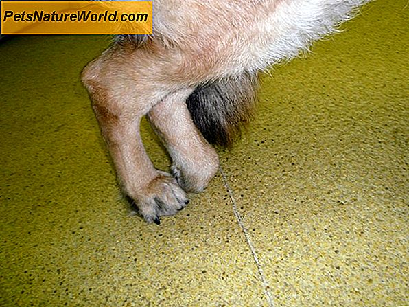 Canine artritis Behandeling met chondroïtine