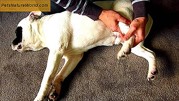 Canine artrose Heupprothese