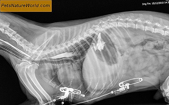 Identificatie van elleboogdysplasie bij honden
