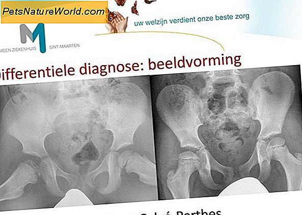 Septische artritis bij honden