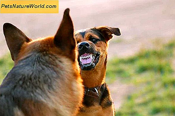 Aggressiv hundens adferd: Biting og tygging forklart