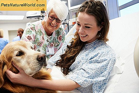Canine Dementie: Zeven Zichtbare Symptomen