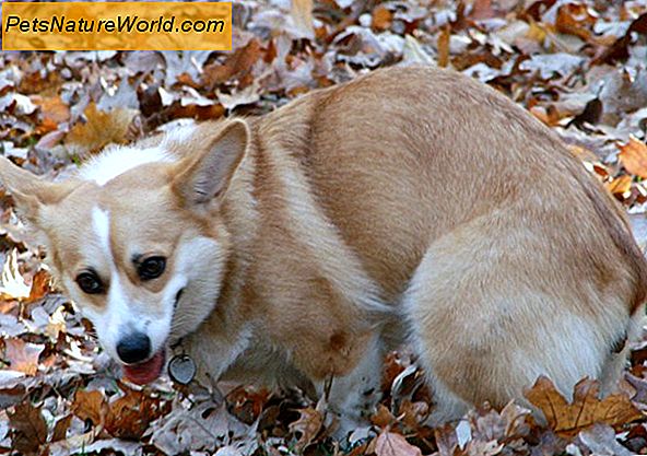 Dog Coprophagia Behandeling door gedrag van de hond Modificatie