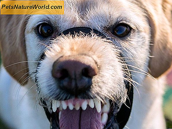 Is uw hond agressief? Tekenen van overmatige agressie bij honden