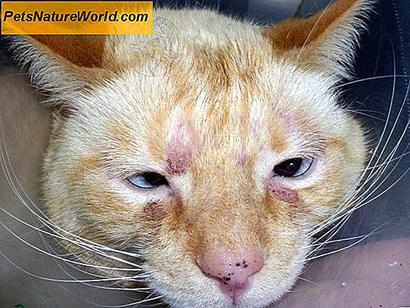 Feline Miliary Dermatitis Behandling med Pyrethrin