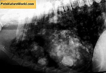 Feline Lung Cancer Diagnosis