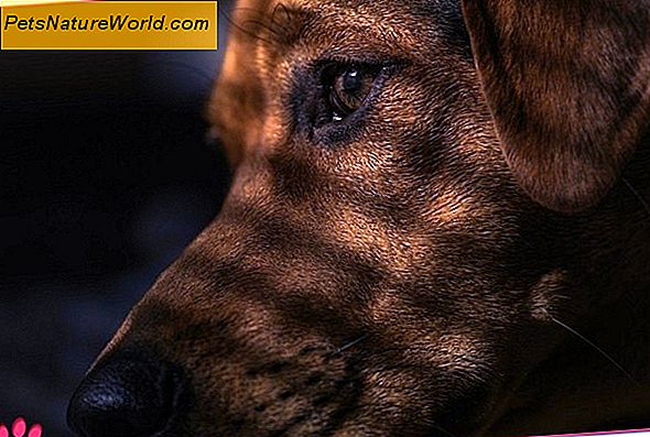 Lymfoom bij honden Prognose