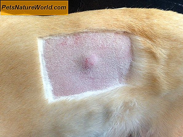 Тјелесни тумори маст ћелија код паса