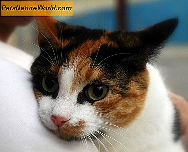 Waarom een ​​Cat Lump moet worden getest op kanker