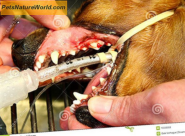 Anesthesie Gratis tanden reinigen voor honden