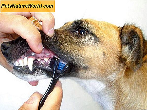Dental tartar hos hunder