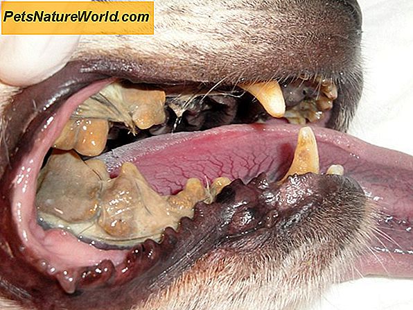 Hond tandvlees Bloeden