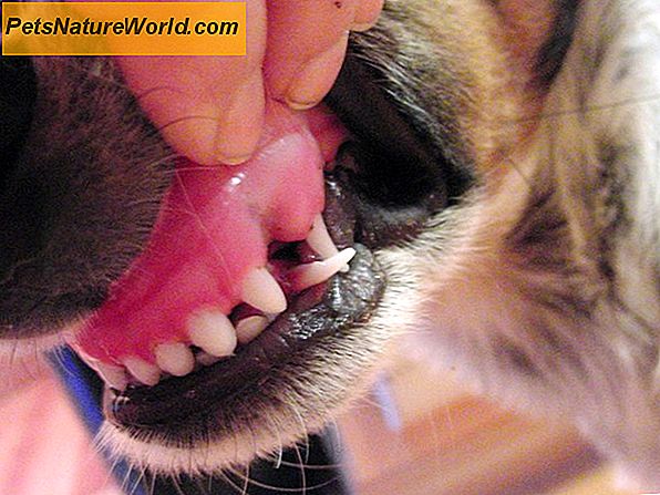 Puppy Canine Tooth Loss: Moet ik me zorgen maken?