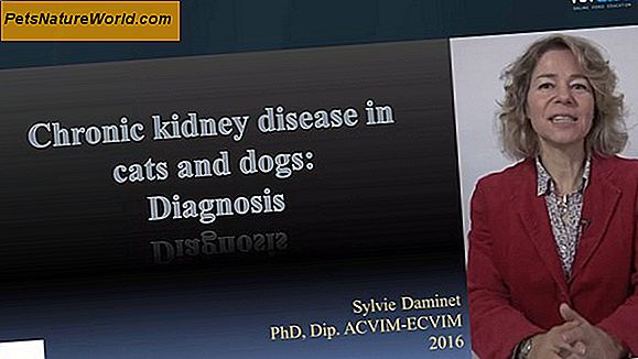 Canine Kidney Disease Diet Tips