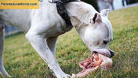 Dog-food intolerantie testen