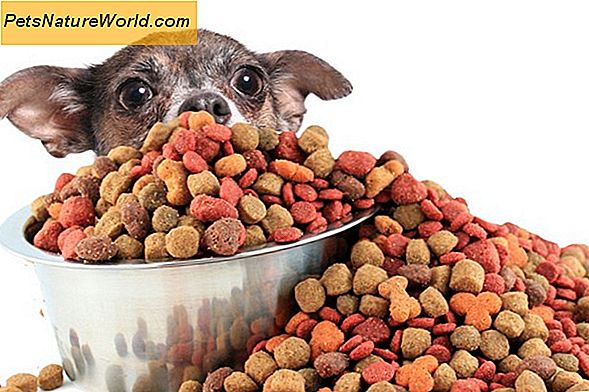 Organic Raw Dog Food Dieet Tips