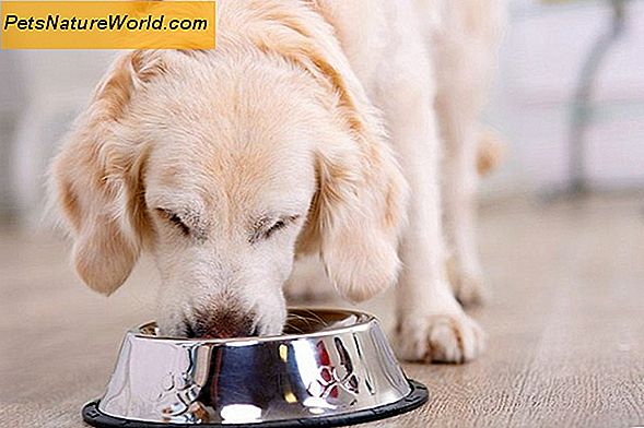 Wat is de beste droge hondenvoeding voor puppy's?
