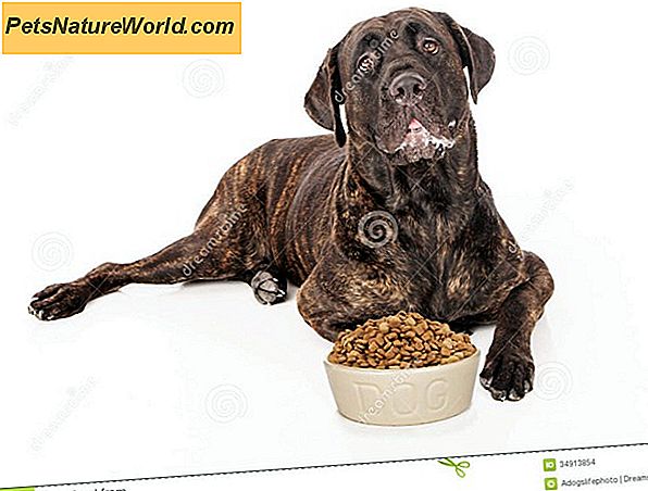 Puppy Dry Food for sensitive mage