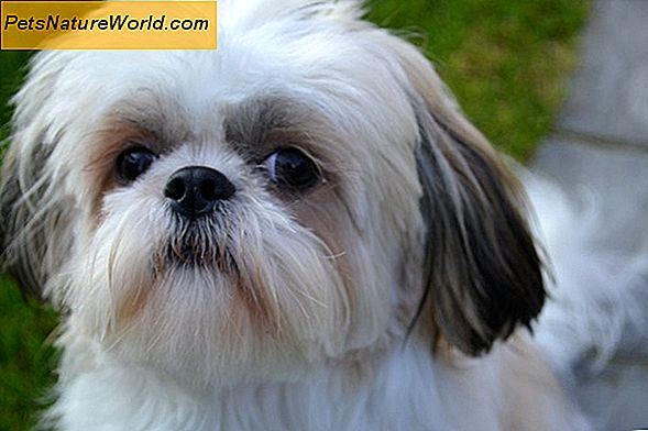 Wat is het beste Shih Tzu hondenvoer?