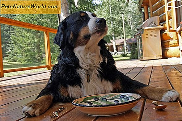 Kunnen problemen met de spijsvertering bij honden worden opgelost met menselijke voeding?