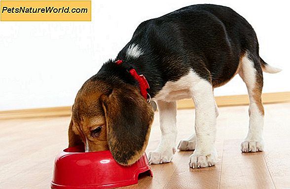 Is graanvrij hondenvoer goed voor de spijsvertering?