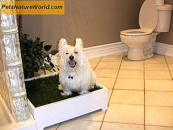 Dog Toilet Training