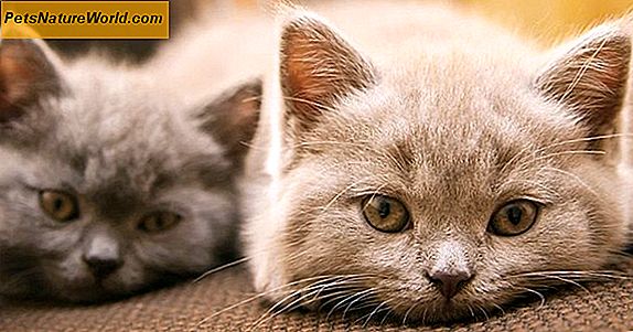 Feline IBD: Prikkelbare darmaandoening bij katten