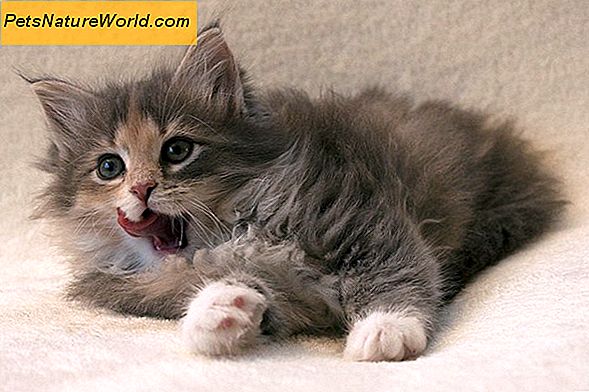 Kitten Diarree Diagnose