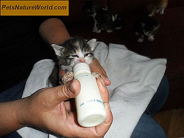 Kitten Diarree Behandeling